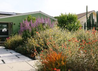 He tore out his lawns and planted low-water native crops