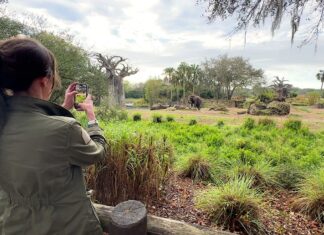 Find out about elephants at Animal Kingdom