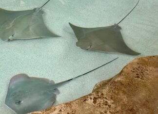 ZooTampa opens Stingray Shores exhibit for visitor experiences