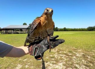 Avian middle saves injured birds, returns them to the wild.