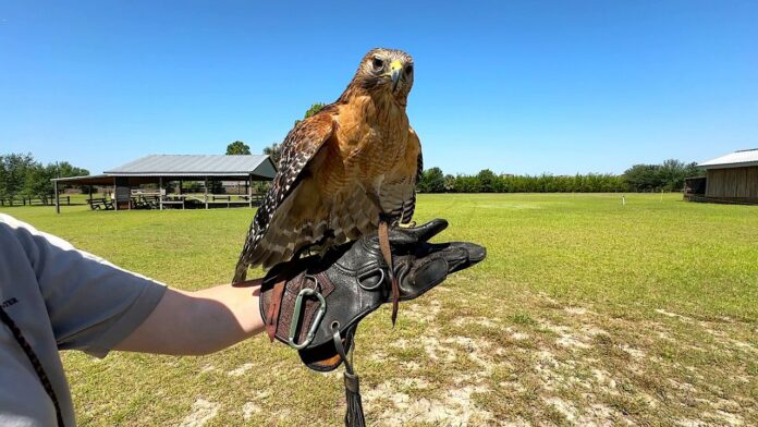Avian_Reconditioning_Center.jpeg