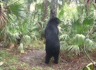 Hike black bear wilderness in Seminole County
