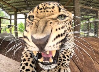 St. Cloud’s Central Florida Animal Reserve absorb massive cats