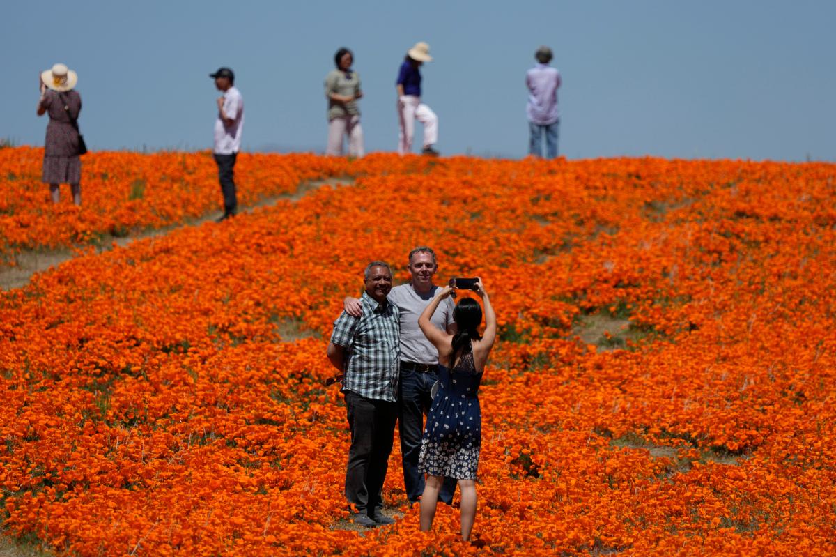 Wildflower explosion CA Desert Parks: Here’s where to see