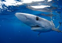 Here’s where to watch Shark Week live for free without cable
