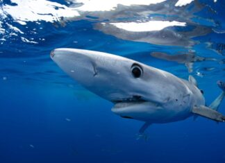 Here’s where to watch Shark Week live for free without cable