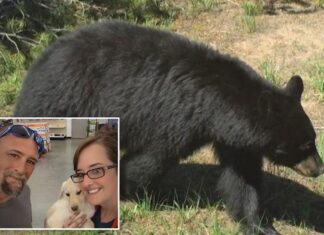 Bear injures 2 Idaho residents, gets euthanized