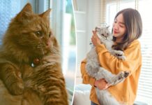 Global study reveals surprising link between cat parasite and human happiness