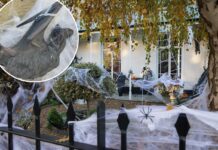 Halloween fake spider webs can trap and kill bats, experts warn