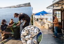 Popular California restaurant withdrawals 200K oysters after sewage leak