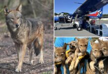 Critically endangered red wolves survive interstate journey