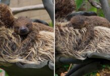 San Diego Zoo welcomes newborn sloth in adorable video on National Sloth Day