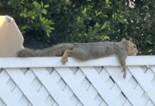 SoCal squirrels are ‘splooting’ to stay cool amid historic heatwave