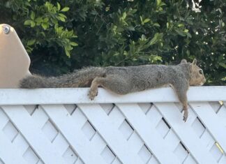 SoCal squirrels are ‘splooting’ to stay cool amid historic heatwave