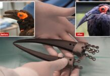 Injured bird makes history as first to get two 3D-printed beak prosthetics