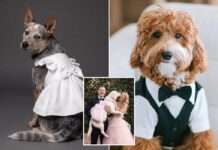 David’s Bridal debuts first doggie wedding gowns and tuxedos